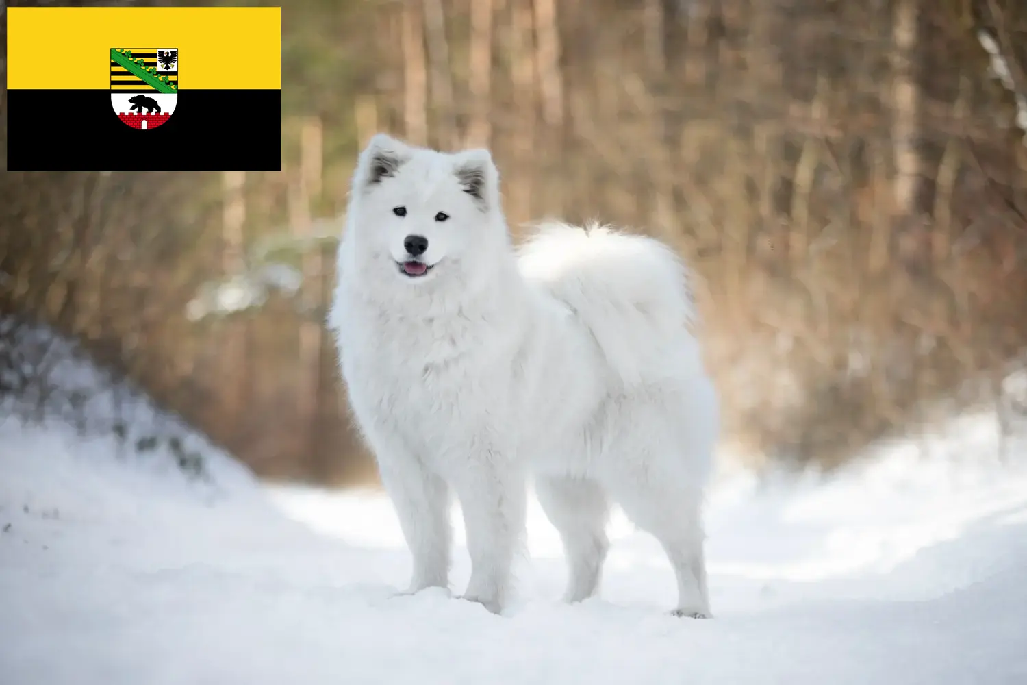 Read more about the article Hodowcy i szczenięta Samoyed w Saksonia-Anhalt