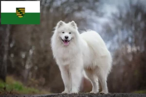Read more about the article Hodowcy i szczenięta Samoyed w Saksonia