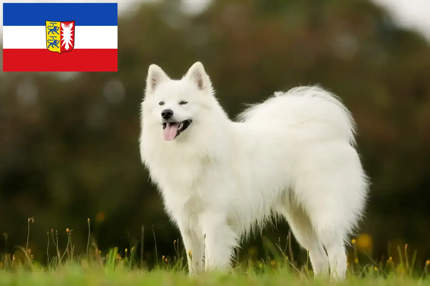 Read more about the article Hodowcy i szczenięta Samoyed w Szlezwik-Holsztyn