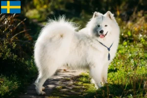Read more about the article Hodowcy i szczenięta Samoyed w Szwecja