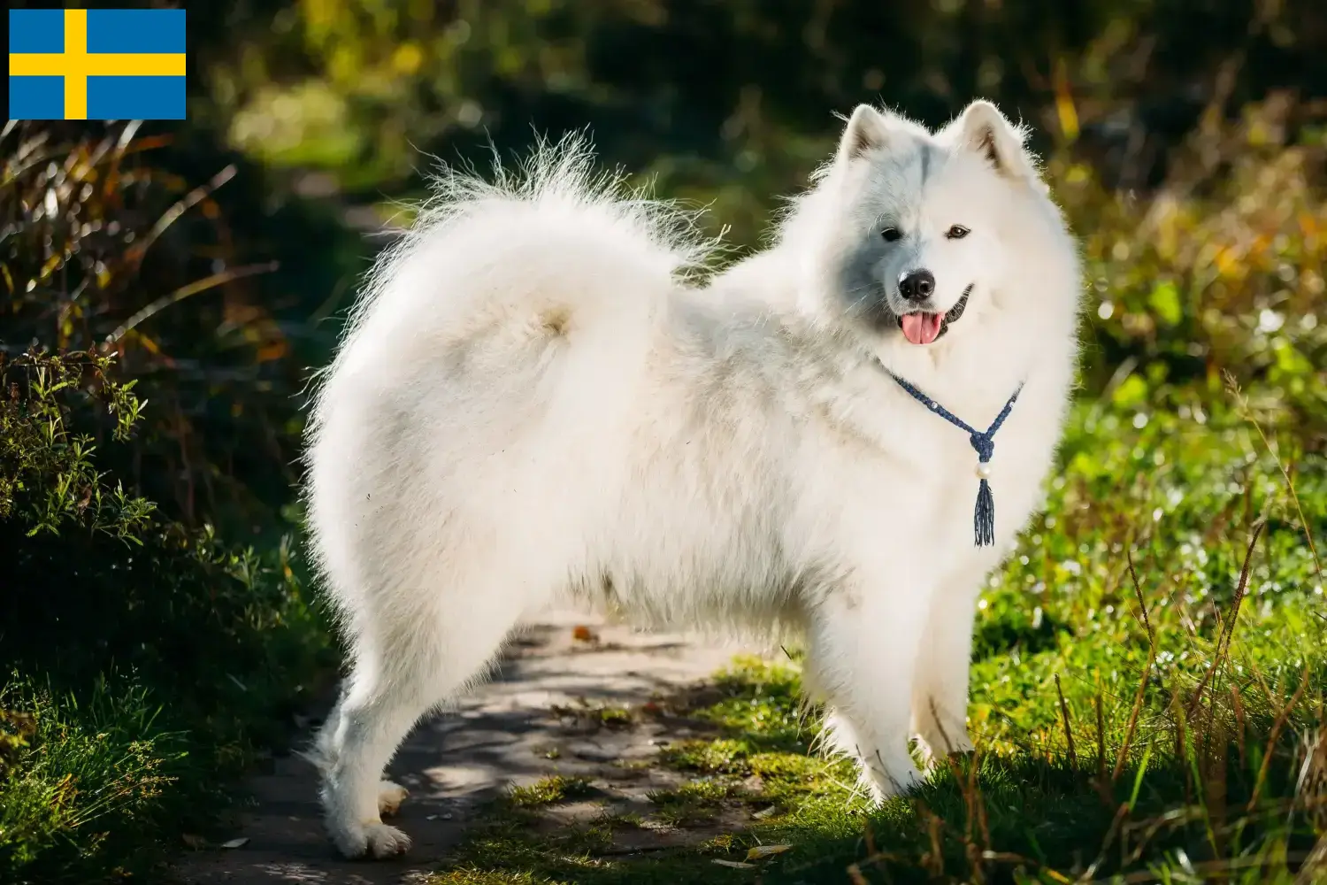 Samoyed szczenięta i hodowcy Szwecja Znajdź hodowców rasy Samoyed w Szwecja tutaj.
