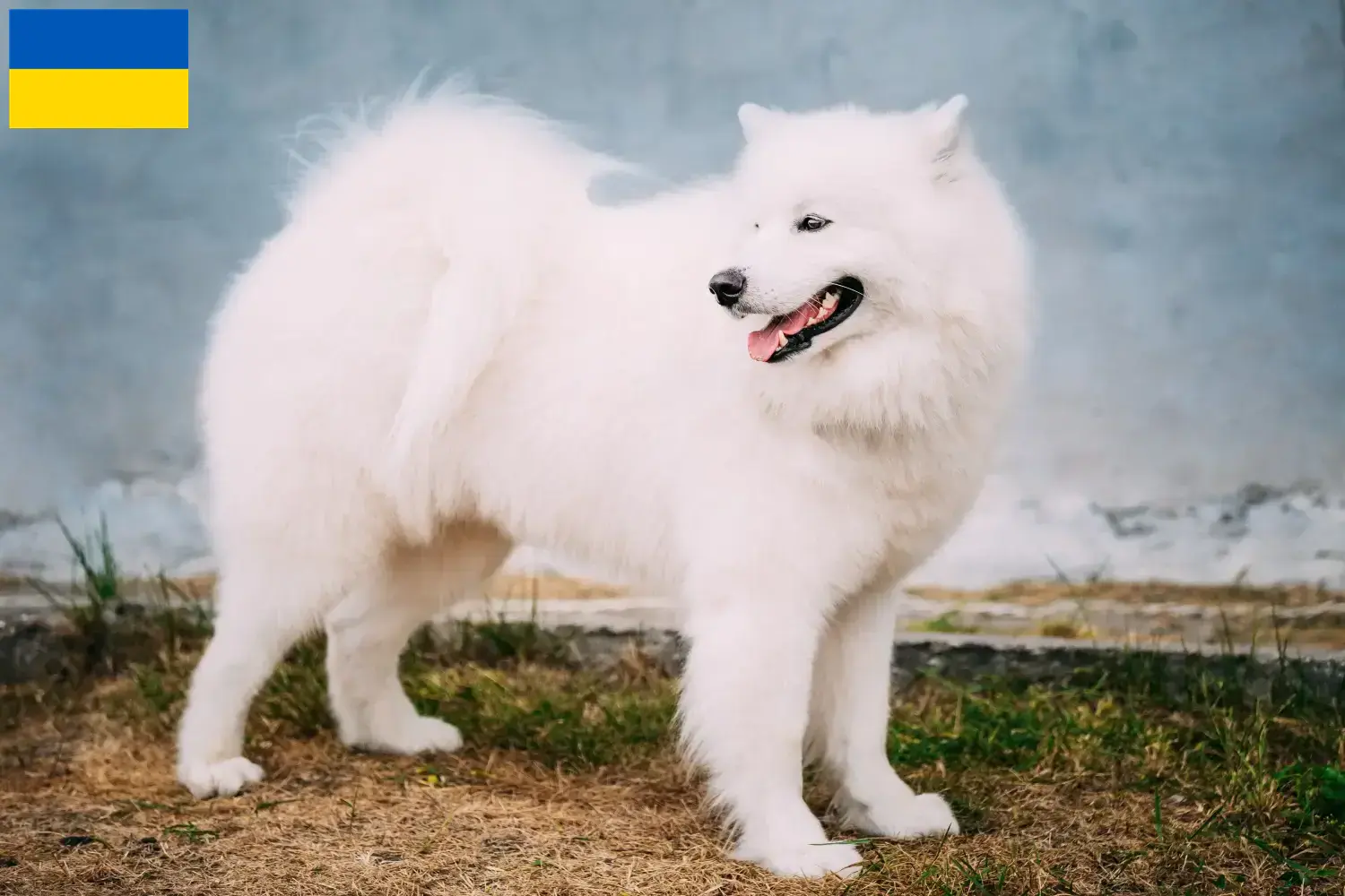 Samoyed szczenięta i hodowcy Ukraina Tutaj znajdziesz hodowców rasy Samoyed w Ukraina.