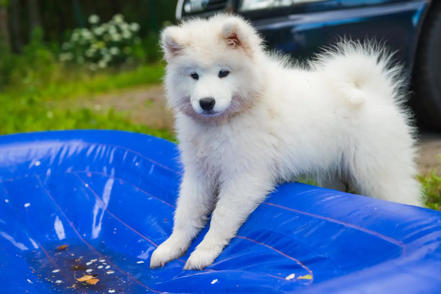 Kupno szczeniaka rasy Samoyed oznacza wzięcie na siebie odpowiedzialności! Kup szczenięta rasy Samoyed.