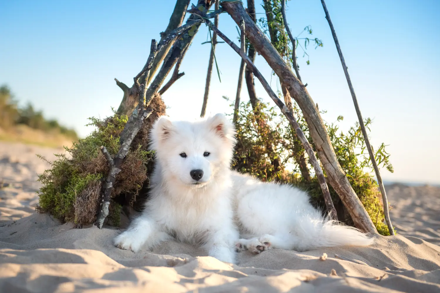 Kupno szczeniaka rasy Samoyed oznacza wzięcie na siebie odpowiedzialności! Kup szczenięta rasy Samoyed.