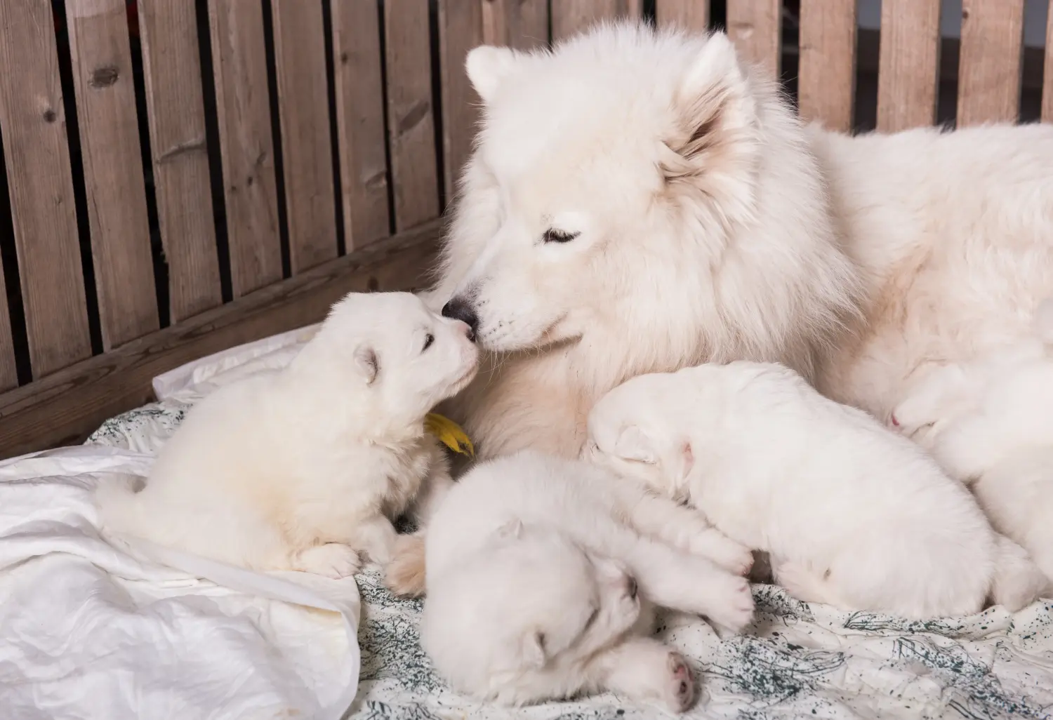 Kupno szczeniaka rasy Samoyed oznacza wzięcie na siebie odpowiedzialności! Kup szczenięta rasy Samoyed.