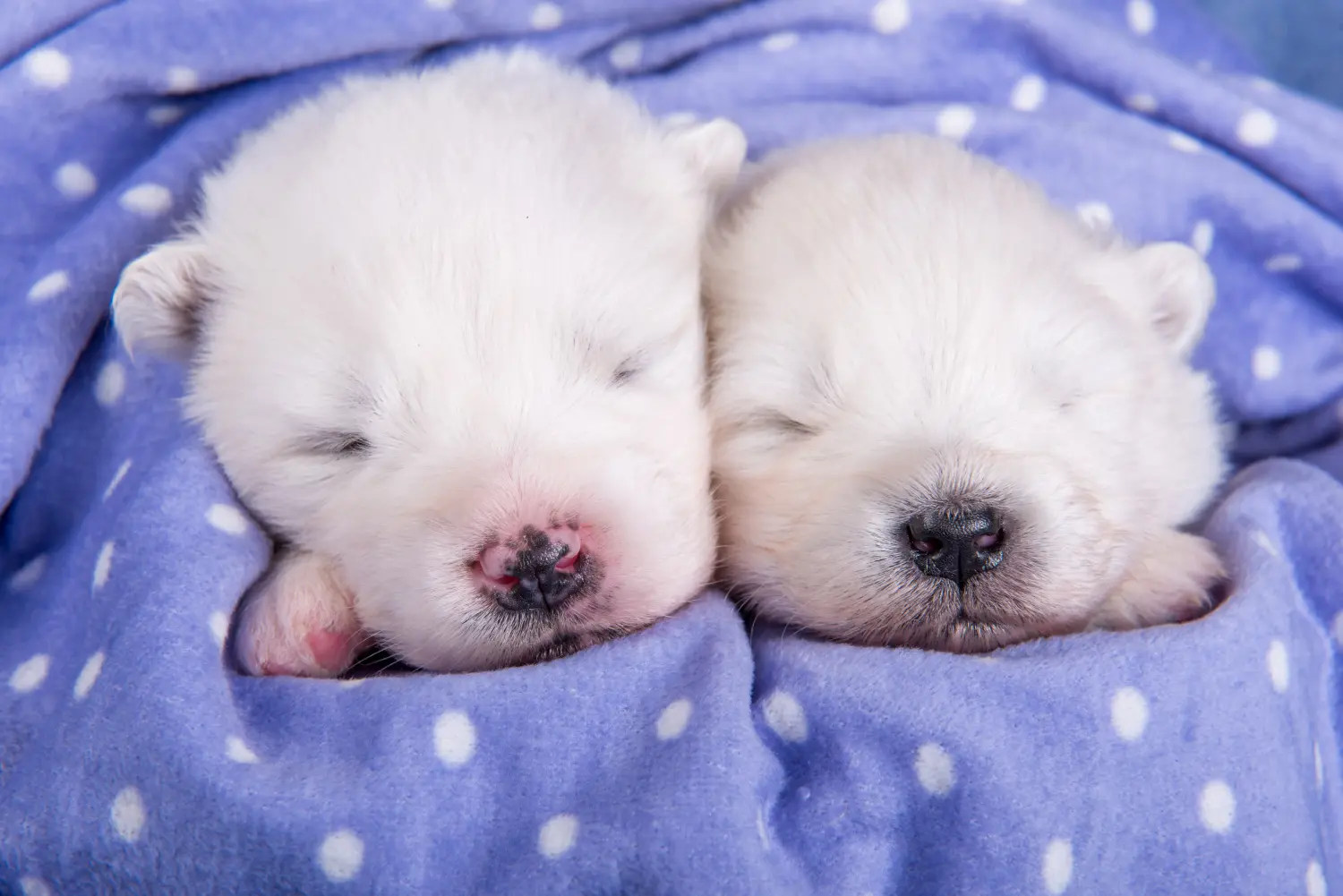 Kupno szczeniaka rasy Samoyed oznacza wzięcie na siebie odpowiedzialności! Kup szczenięta rasy Samoyed.