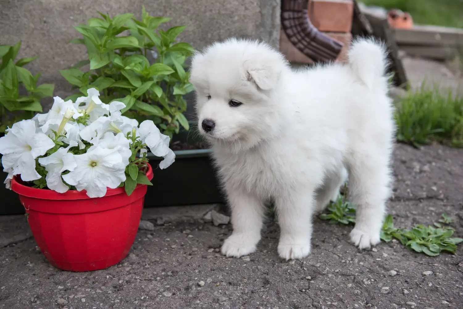 Kupno szczeniaka rasy Samoyed oznacza wzięcie na siebie odpowiedzialności! Kup szczenięta rasy Samoyed.