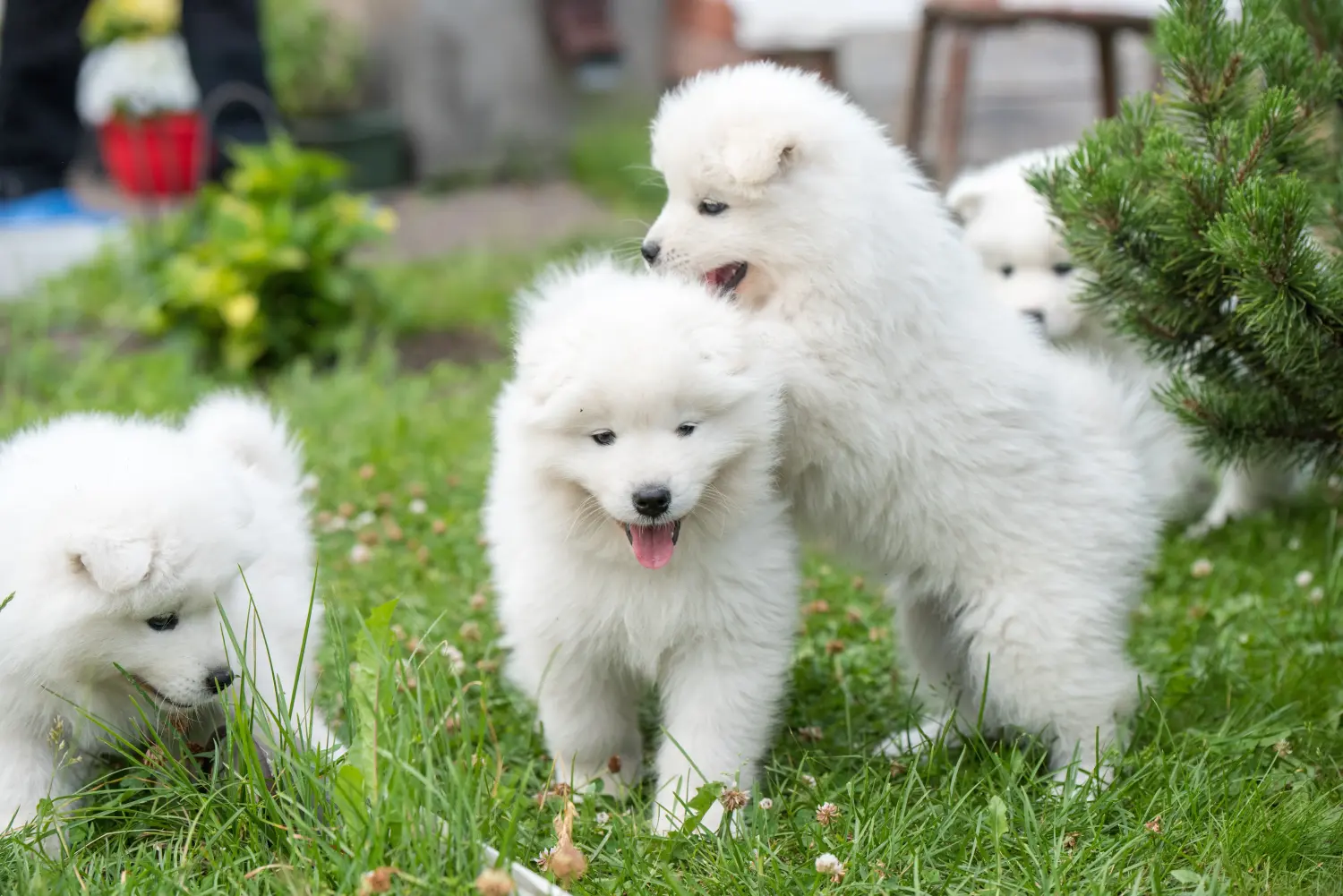 Kupno szczeniaka rasy Samoyed oznacza wzięcie na siebie odpowiedzialności! Kup szczenięta rasy Samoyed.