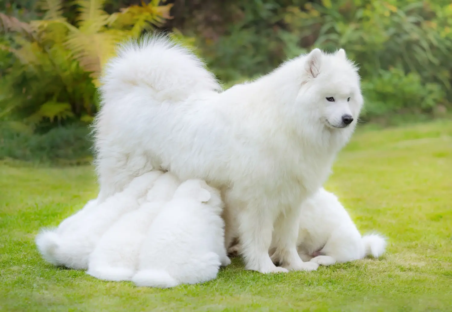 Kupno szczeniaka rasy Samoyed oznacza wzięcie na siebie odpowiedzialności! Kup szczenięta rasy Samoyed.