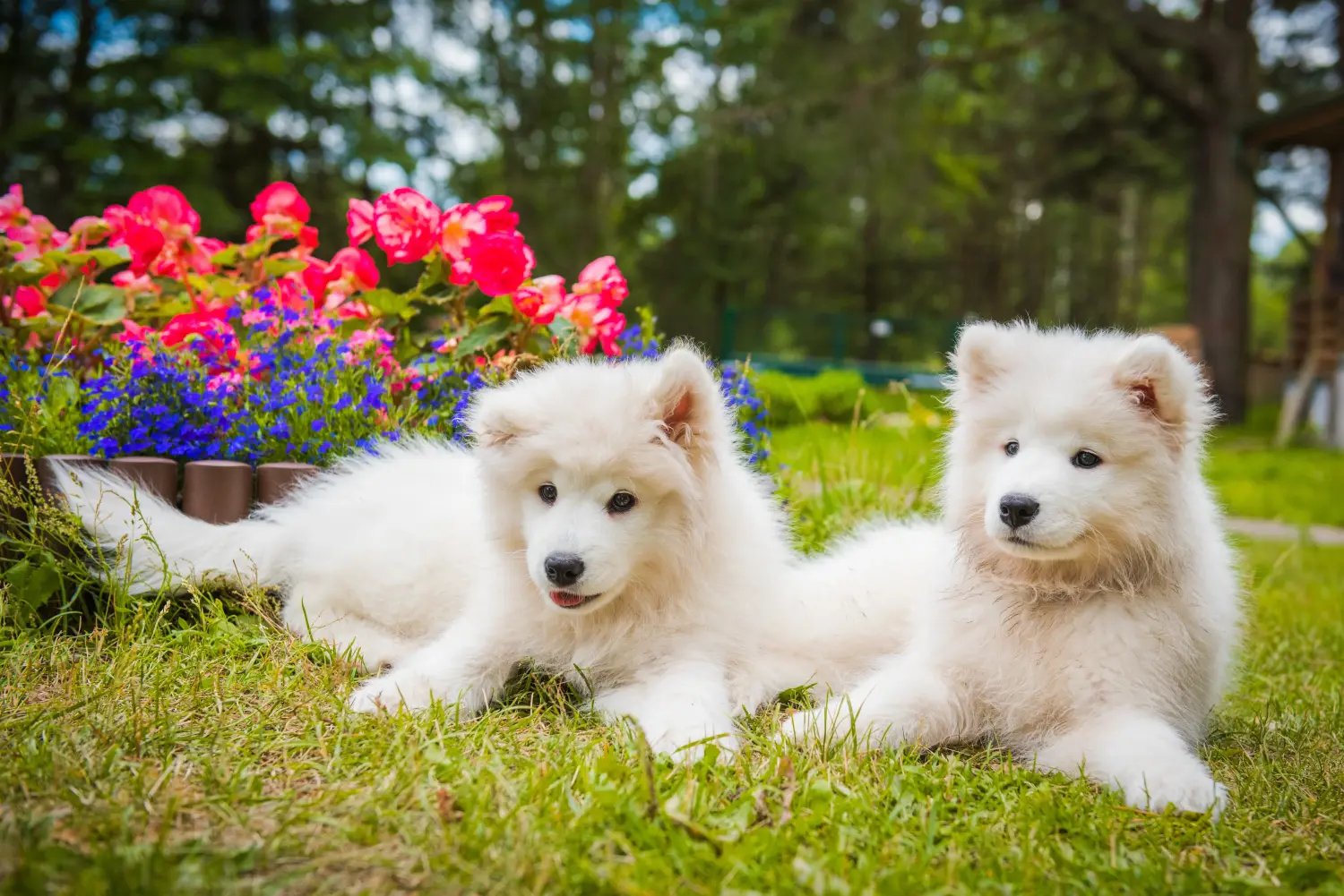 Kupno szczeniaka rasy Samoyed oznacza wzięcie na siebie odpowiedzialności! Kup szczenięta rasy Samoyed.
