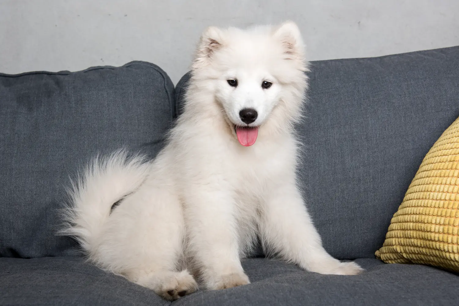 Kupno szczeniaka rasy Samoyed oznacza wzięcie na siebie odpowiedzialności! Kup szczenięta rasy Samoyed.