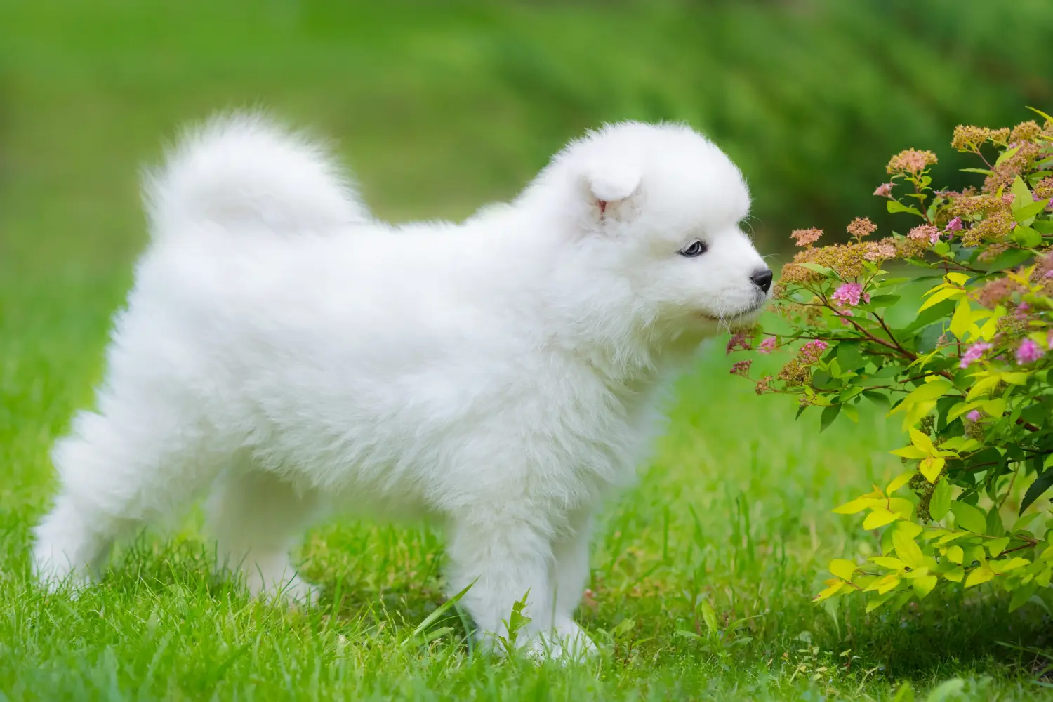 Kupno szczeniaka rasy Samoyed oznacza wzięcie na siebie odpowiedzialności! Kup szczenięta rasy Samoyed.