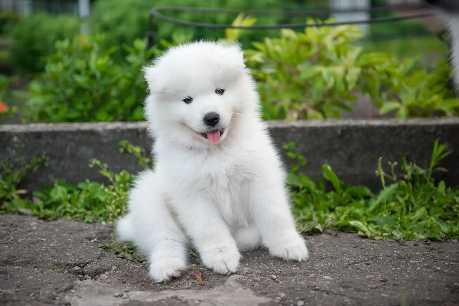 Kupno szczeniaka rasy Samoyed oznacza wzięcie na siebie odpowiedzialności! Kup szczenięta rasy Samoyed.