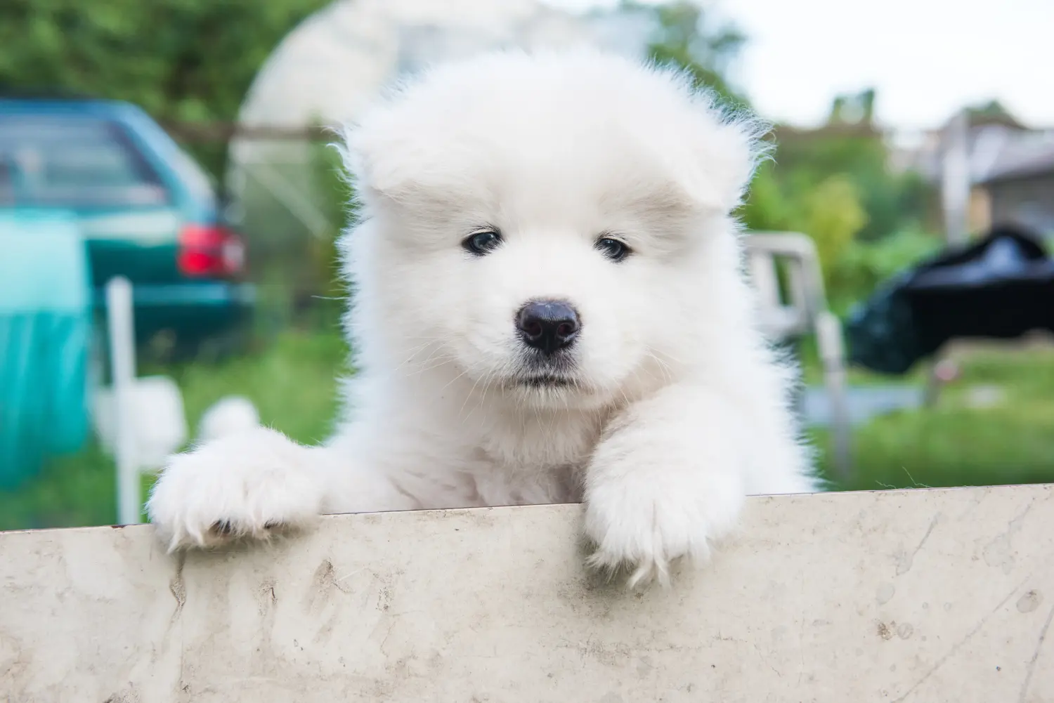 Kupno szczeniaka rasy Samoyed oznacza wzięcie na siebie odpowiedzialności! Kup szczenięta rasy Samoyed.