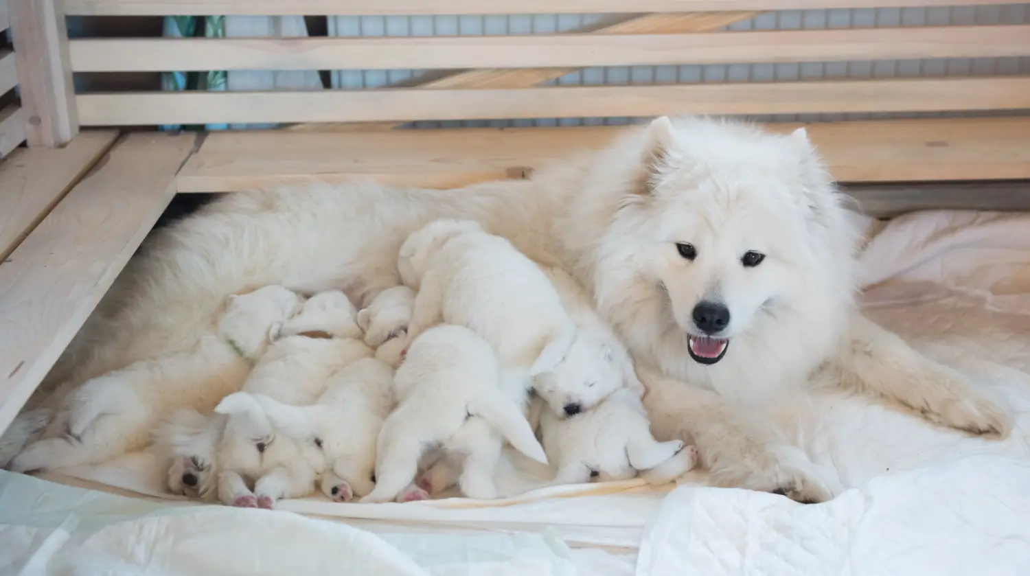 Kupno szczeniaka rasy Samoyed oznacza wzięcie na siebie odpowiedzialności! Kup szczenięta rasy Samoyed.