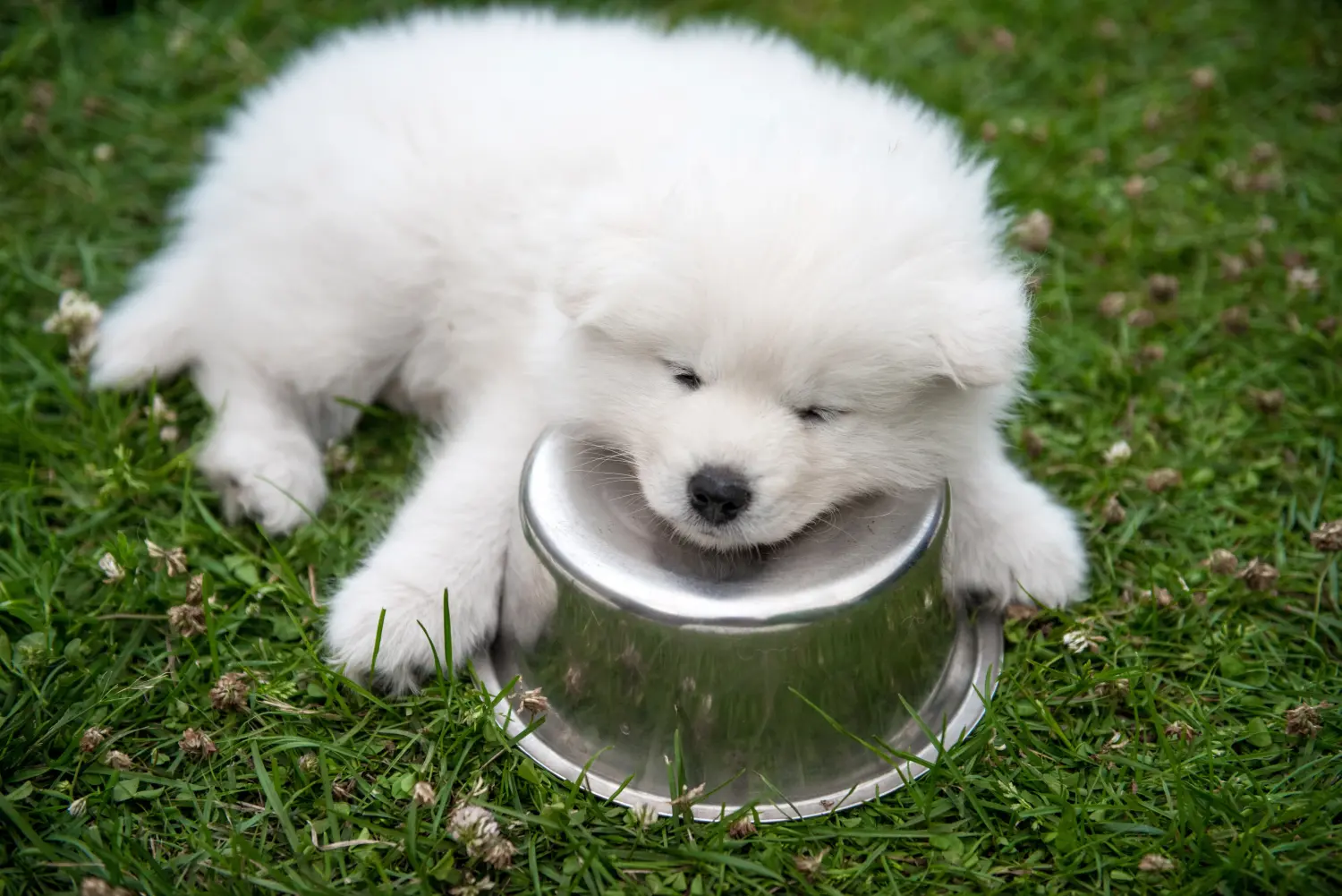 Kupno szczeniaka rasy Samoyed oznacza wzięcie na siebie odpowiedzialności! Kup szczenięta rasy Samoyed.