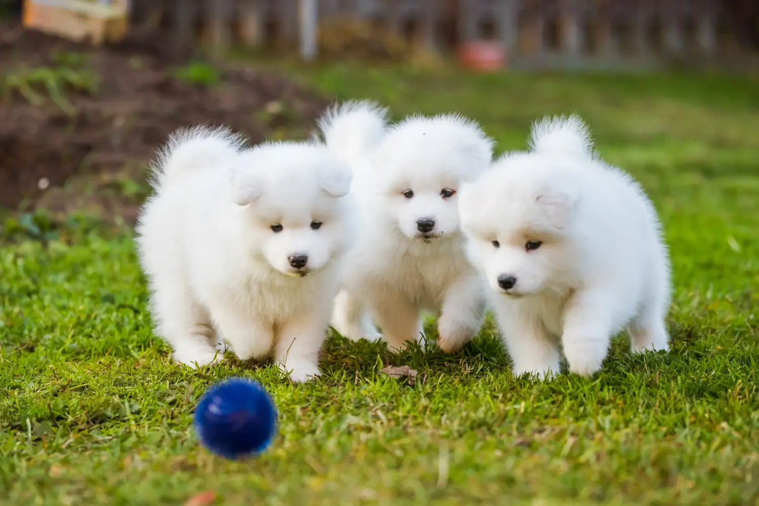 Kupno szczeniaka rasy Samoyed oznacza wzięcie na siebie odpowiedzialności! Kup szczenięta rasy Samoyed.
