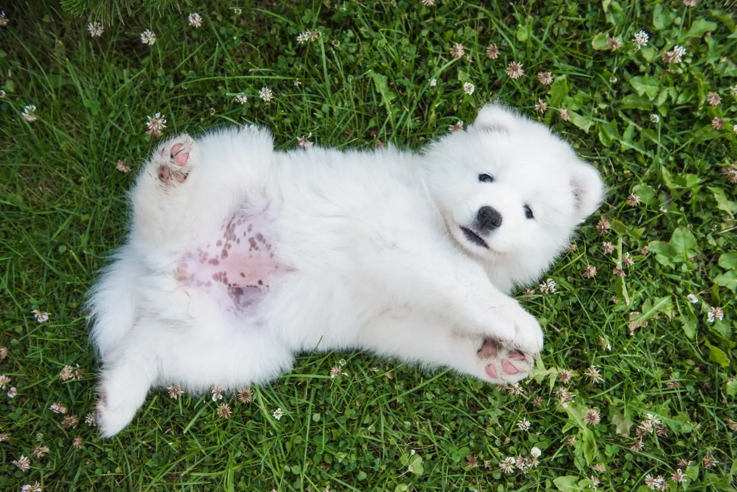 Kupno szczeniaka rasy Samoyed oznacza wzięcie na siebie odpowiedzialności! Kup szczenięta rasy Samoyed.