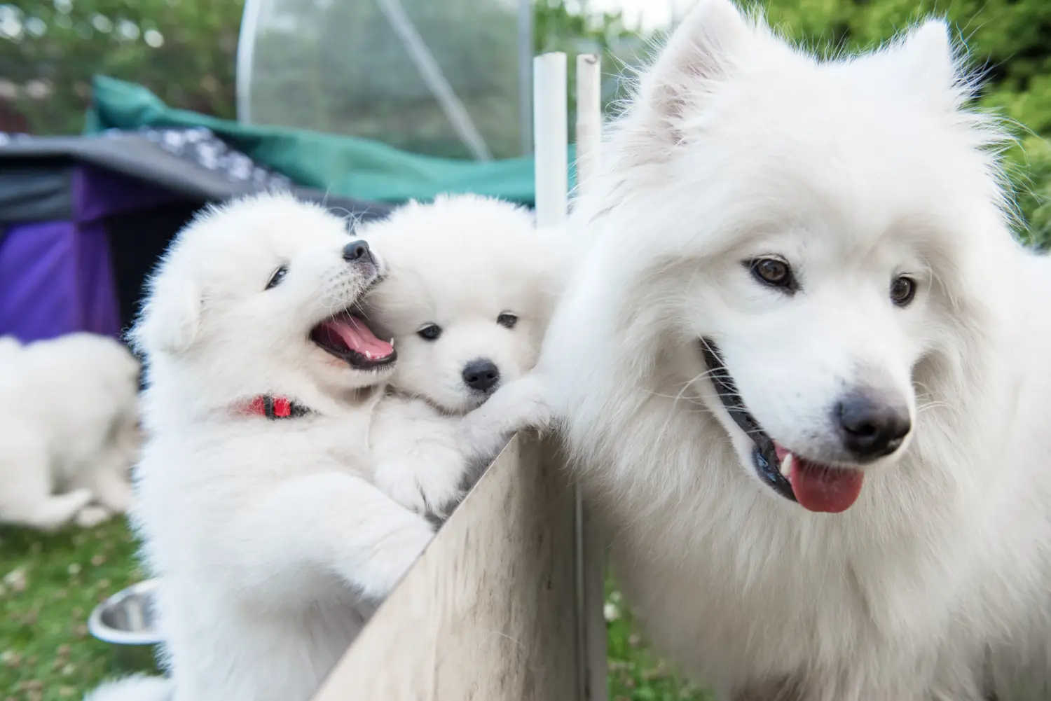 Kupno szczeniaka rasy Samoyed oznacza wzięcie na siebie odpowiedzialności! Kup szczenięta rasy Samoyed.