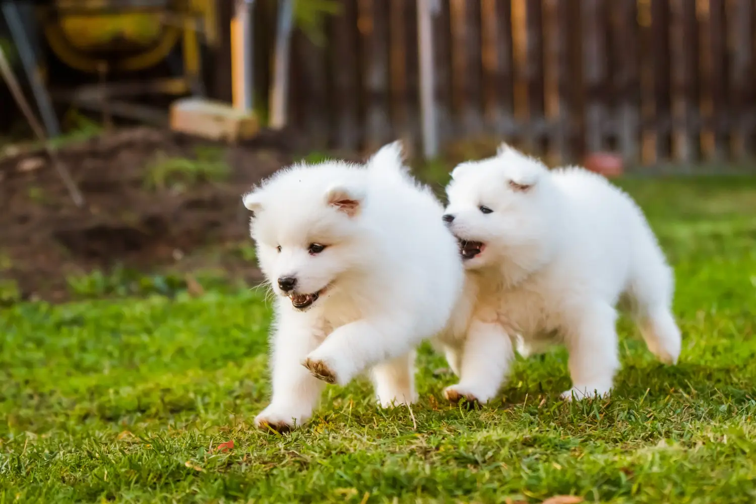 Kupno szczeniaka rasy Samoyed oznacza wzięcie na siebie odpowiedzialności! Kup szczenięta rasy Samoyed.
