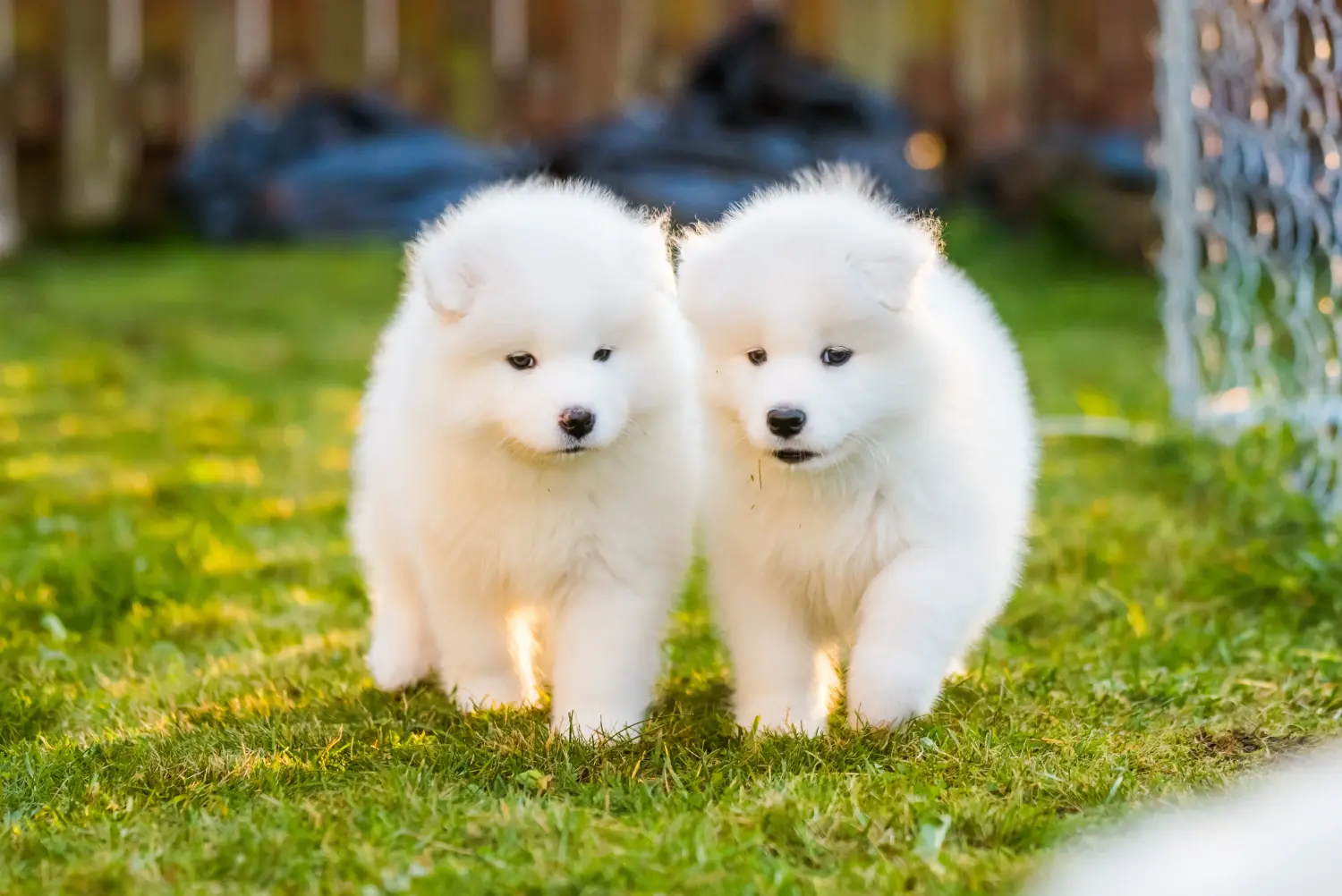 Kupno szczeniaka rasy Samoyed oznacza wzięcie na siebie odpowiedzialności! Kup szczenięta rasy Samoyed.