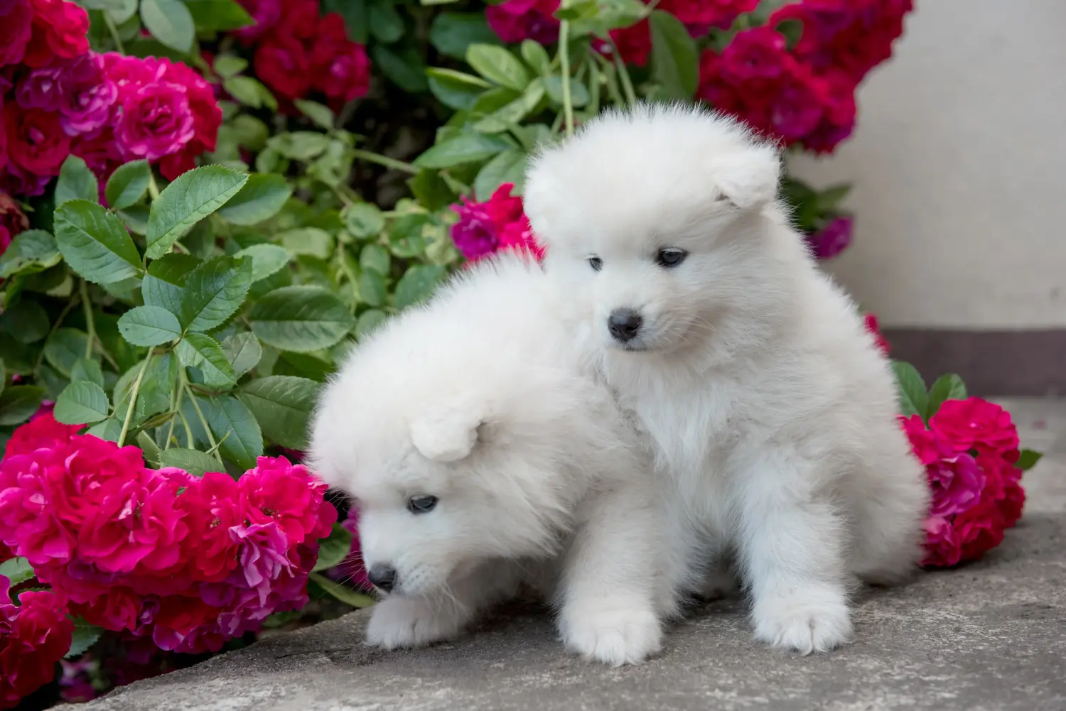 Kupno szczeniaka rasy Samoyed oznacza wzięcie na siebie odpowiedzialności! Kup szczenięta rasy Samoyed.