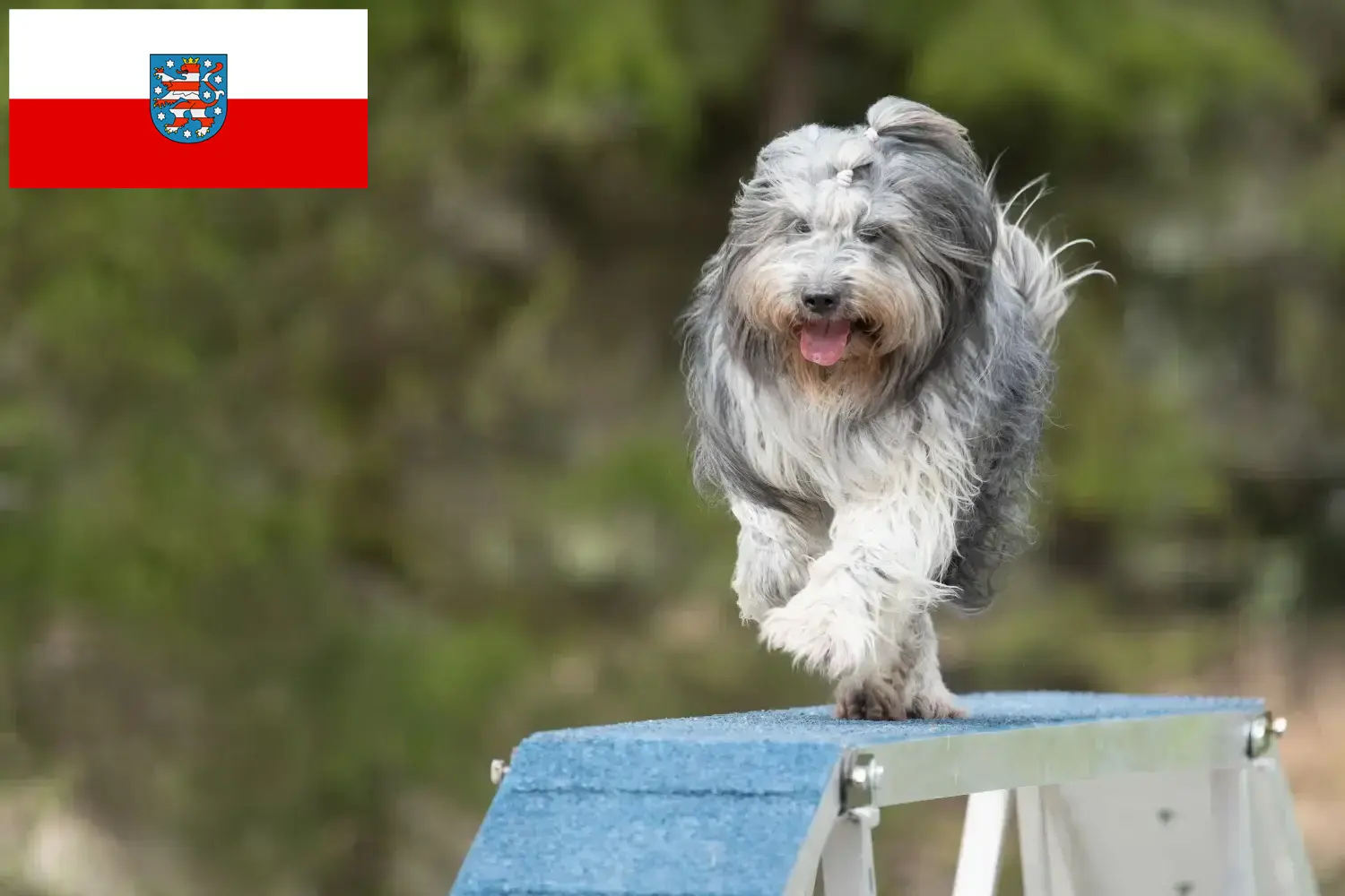 Schapendoes szczenięta i hodowcy Turyngia Tutaj można znaleźć hodowców Schapendoes w Turyngia.