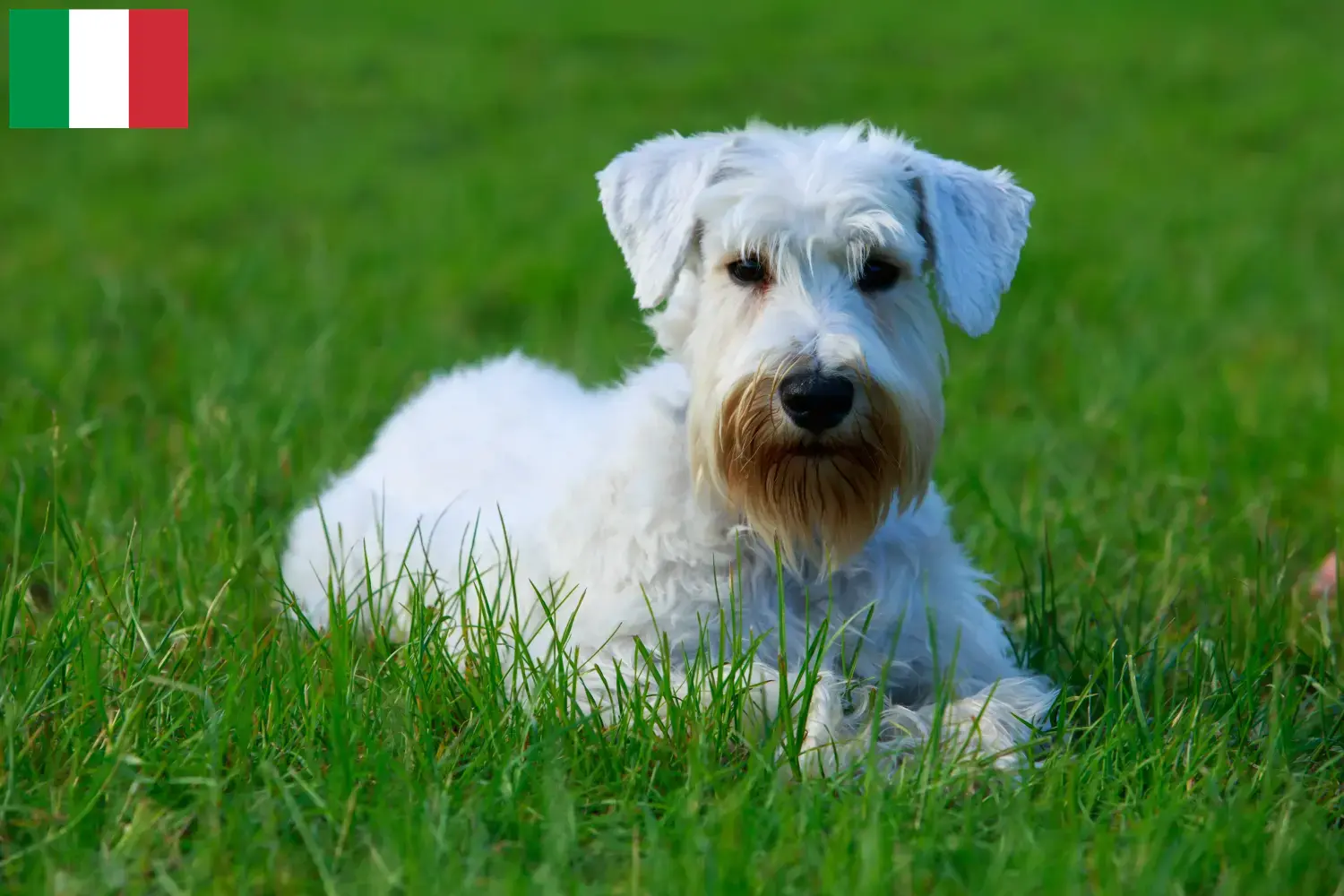 Sealyham terrier szczenięta i hodowcy Włochy Znajdź tutaj hodowców rasy Sealyham terrier w Włochy.