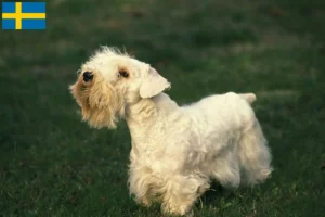 Read more about the article Hodowcy i szczenięta Sealyham terrier w Szwecja