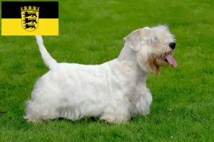 Read more about the article Hodowcy i szczenięta Sealyham terrier w Badenia-Wirtembergia