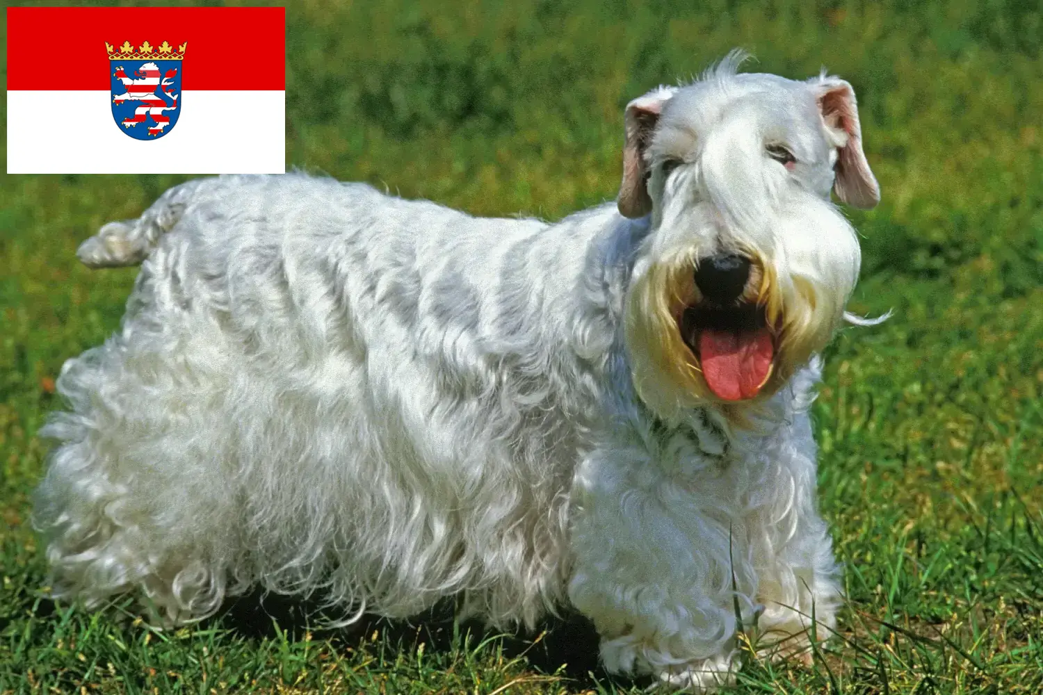 Sealyham terrier szczenięta i hodowcy Hesja Znajdź tutaj hodowców rasy Sealyham terrier w Hesja.