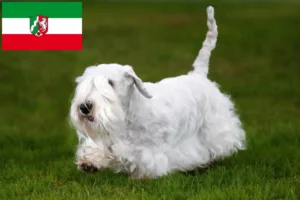 Read more about the article Hodowcy i szczenięta Sealyham terrier w Nadrenia Północna-Westfalia