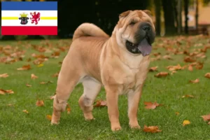 Read more about the article Hodowcy i szczenięta Shar-Pei w Meklemburgia-Pomorze Przednie