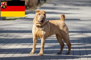 Read more about the article Hodowcy i szczenięta Shar-Pei w Nadrenia-Palatynat