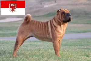 Read more about the article Hodowcy i szczenięta Shar-Pei w Brandenburgia