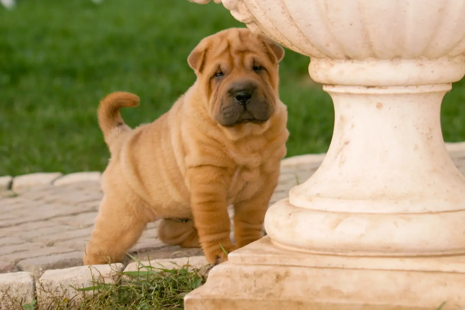 Kupno szczeniaka rasy Shar-Pei oznacza wzięcie na siebie odpowiedzialności! Kup szczenięta Shar-Pei.