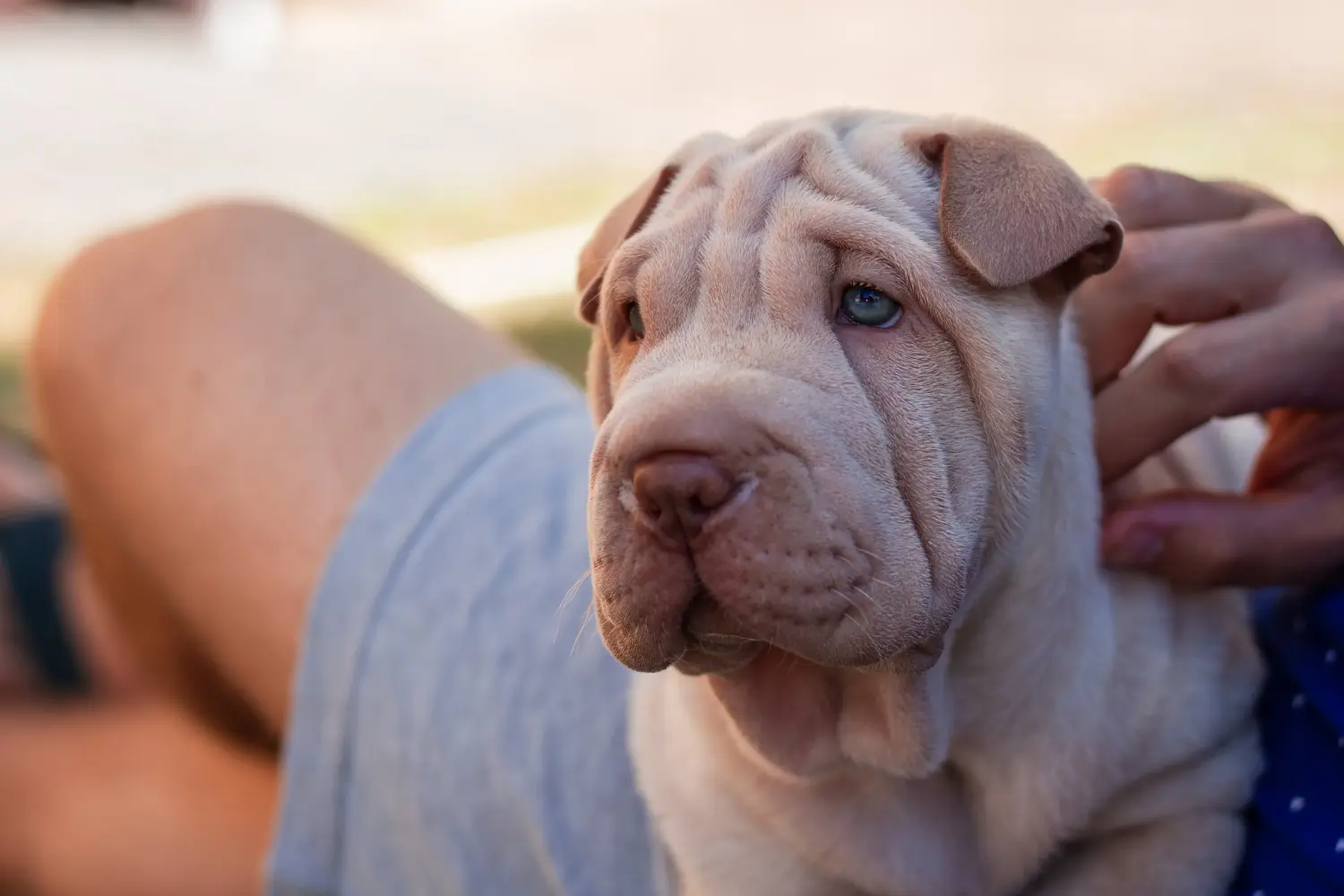 Kupno szczeniaka rasy Shar-Pei oznacza wzięcie na siebie odpowiedzialności! Kup szczenięta Shar-Pei.