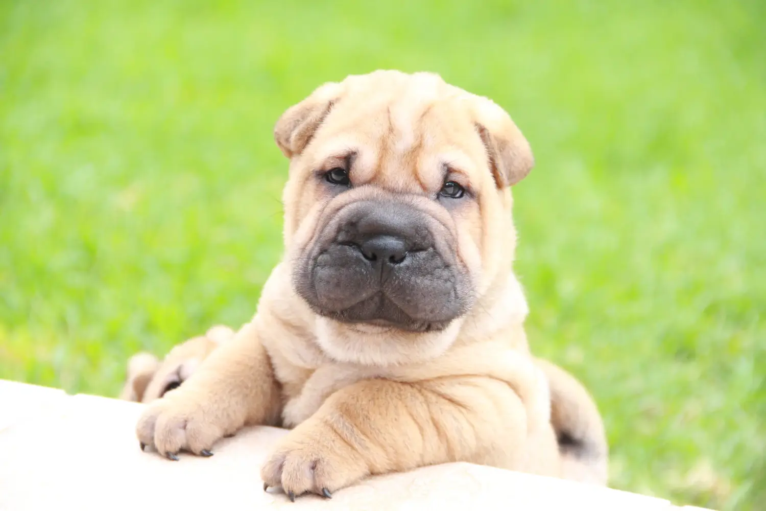 Kupno szczeniaka rasy Shar-Pei oznacza wzięcie na siebie odpowiedzialności! Kup szczenięta Shar-Pei.