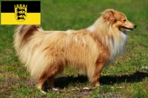 Read more about the article Hodowcy i szczenięta Sheltie w Badenia-Wirtembergia