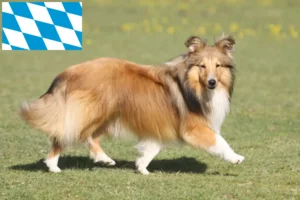 Read more about the article Hodowcy i szczenięta Sheltie w Bawaria