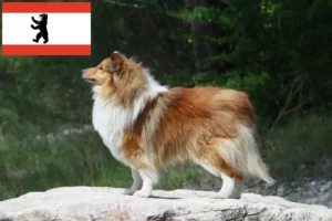 Read more about the article Hodowcy i szczenięta Sheltie w Berlin