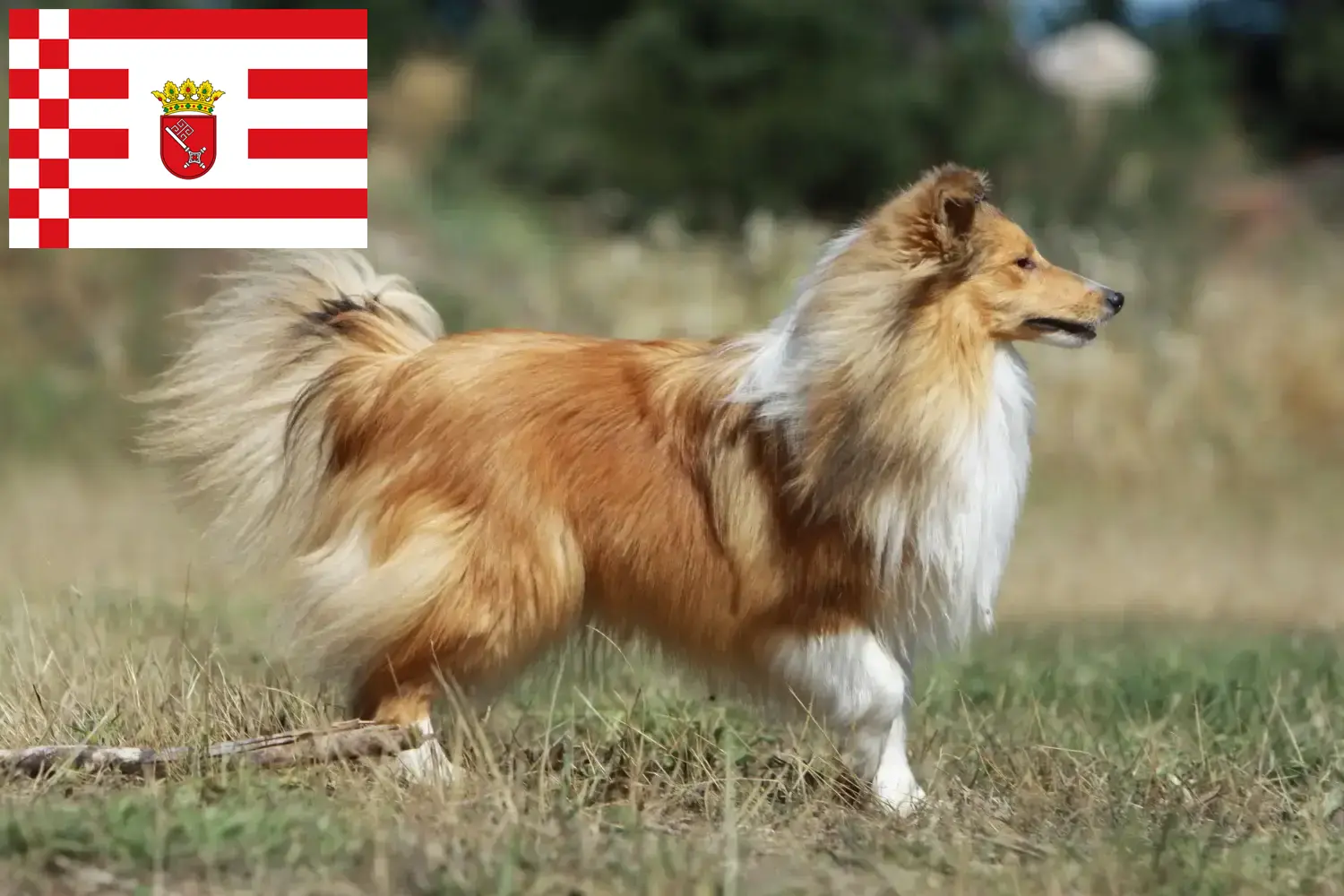 Sheltie szczenięta i hodowcy Brema Znajdź tutaj hodowców rasy Shelties w Brema.