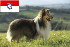 Read more about the article Hodowcy i szczenięta Sheltie w Hesja