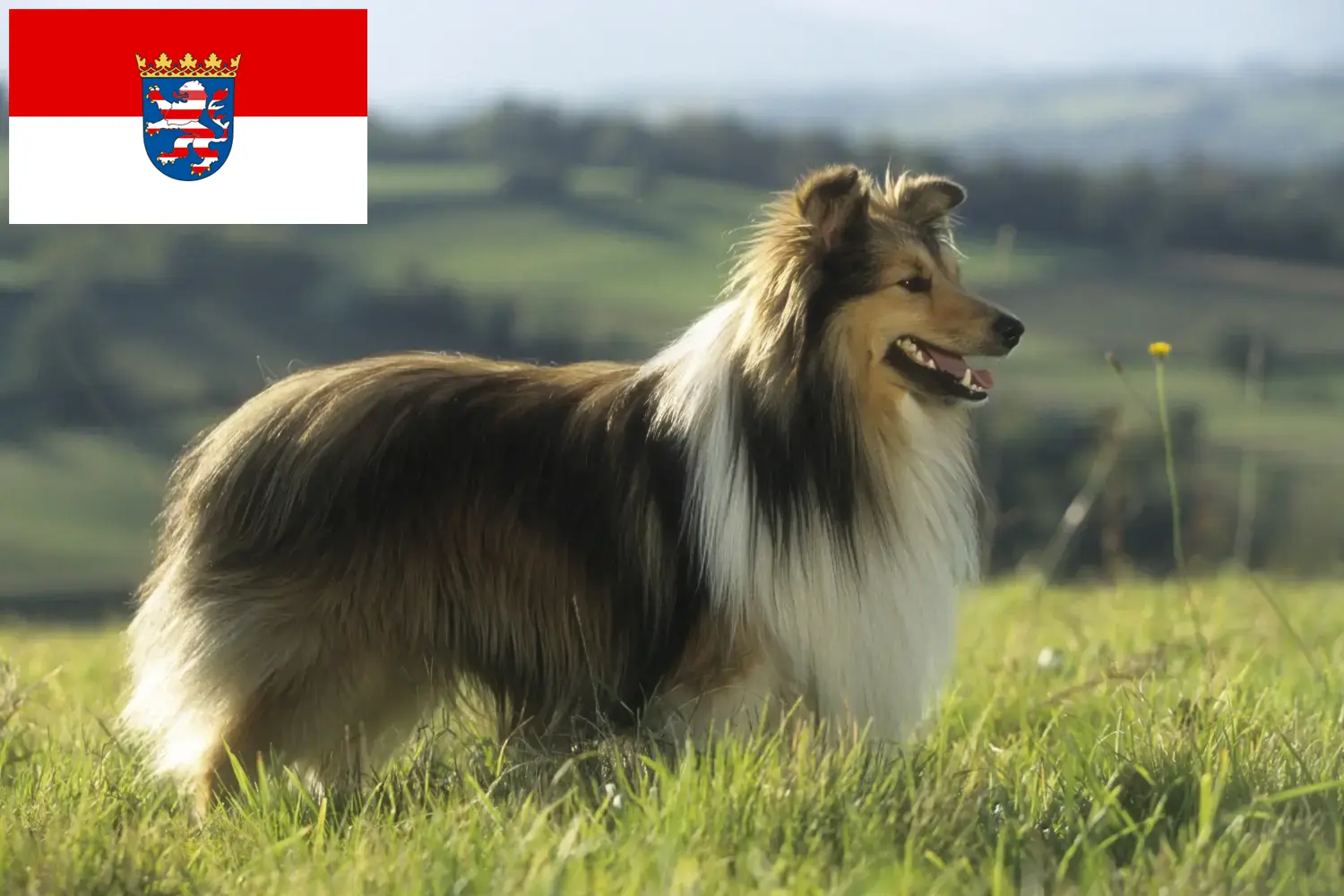 Sheltie szczenięta i hodowcy Hesja Tutaj znajdziesz hodowców rasy Shelties w Hesja.