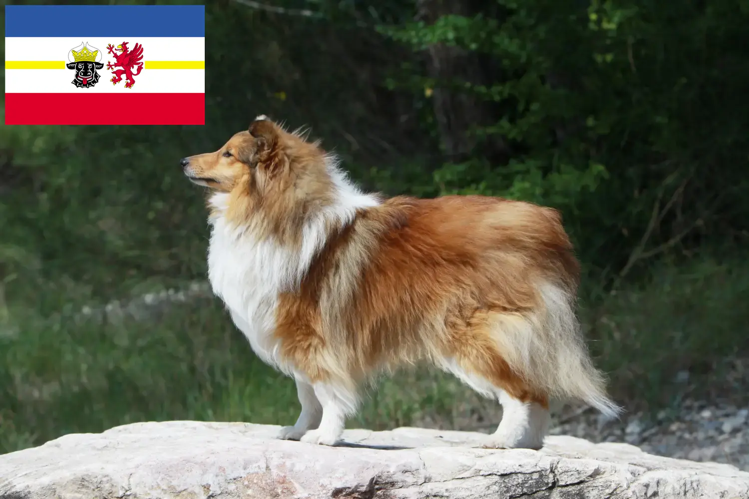 Sheltie szczenięta i hodowcy Meklemburgia-Pomorze Przednie Tutaj znajdziesz hodowców rasy Shelties w Meklemburgia-Pomorze Przednie.