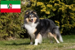 Read more about the article Hodowcy i szczenięta Sheltie w Nadrenia Północna-Westfalia