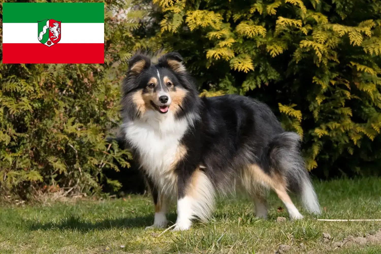 Read more about the article Hodowcy i szczenięta Sheltie w Nadrenia Północna-Westfalia
