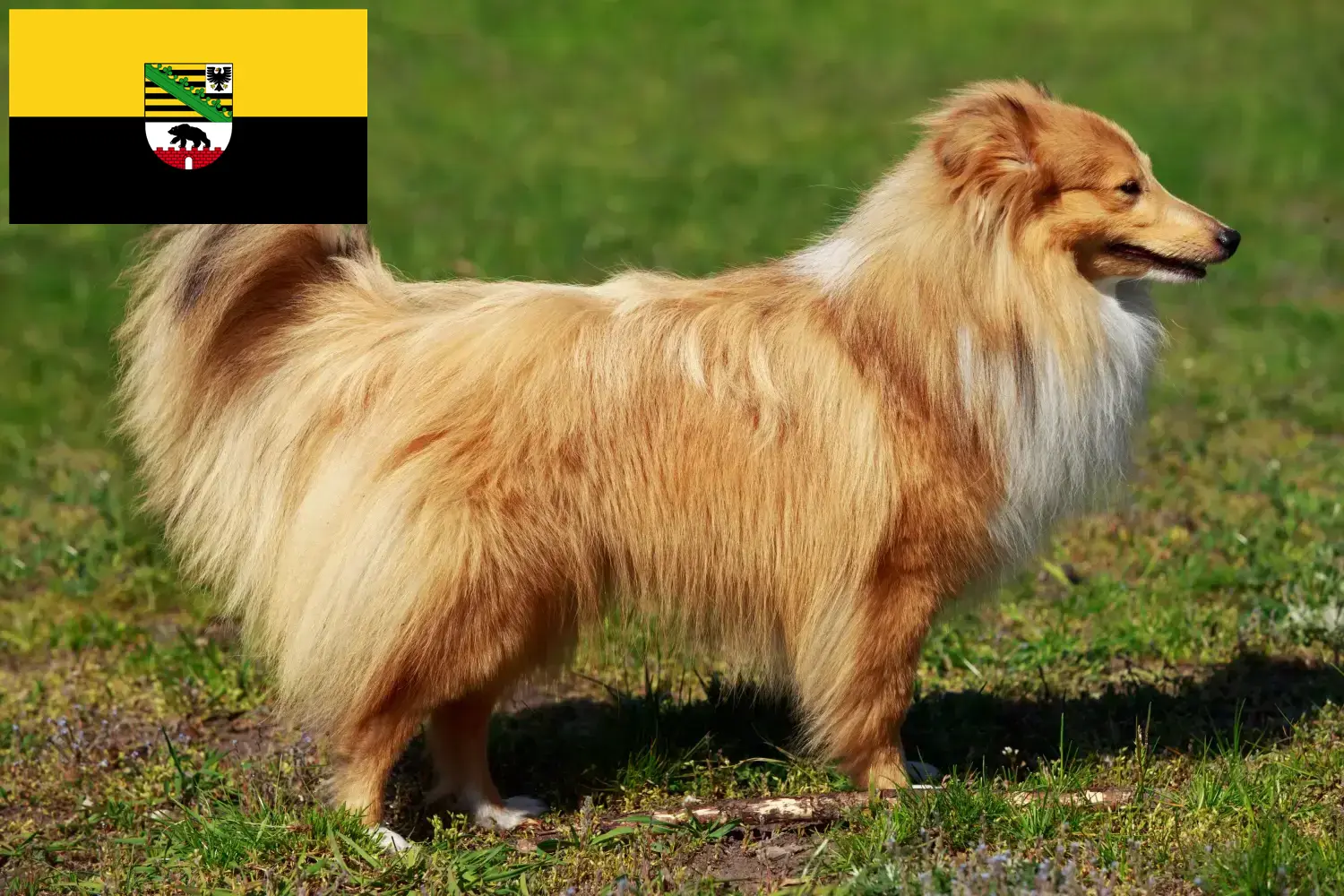 Read more about the article Hodowcy i szczenięta Sheltie w Saksonia-Anhalt