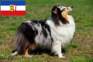 Read more about the article Hodowcy i szczenięta Sheltie w Szlezwik-Holsztyn