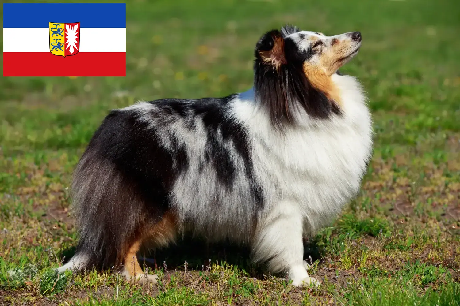 Read more about the article Hodowcy i szczenięta Sheltie w Szlezwik-Holsztyn